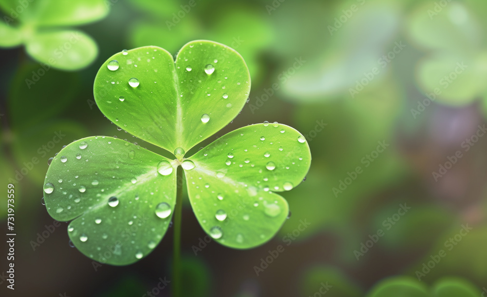 Macro clover. Macro clover.