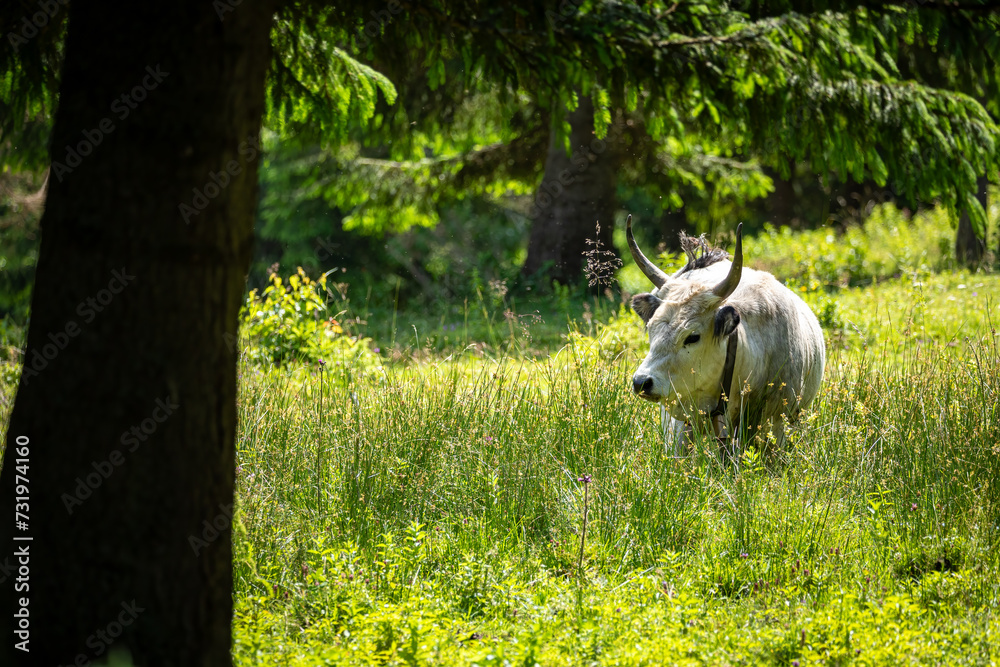 Hungarian Grey Cattle on a meadow Hungarian Grey Cattle on a meadow