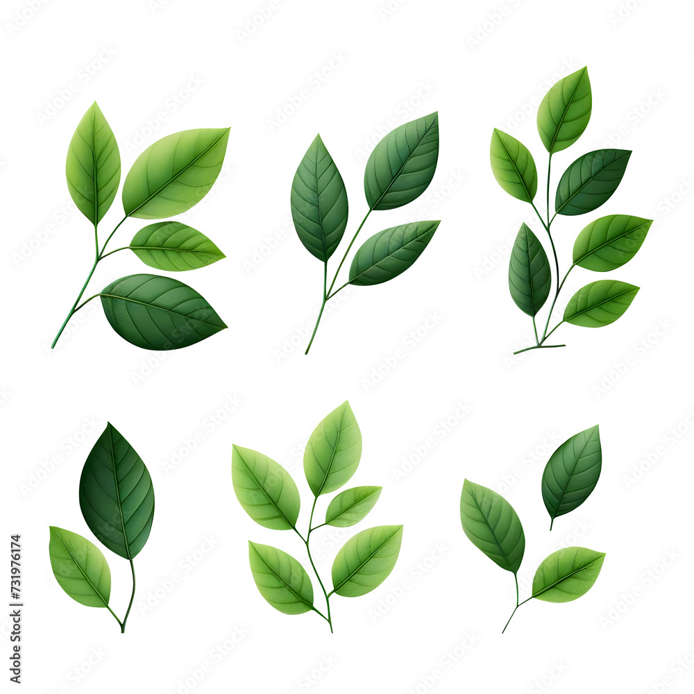 green leaves isolated on white background