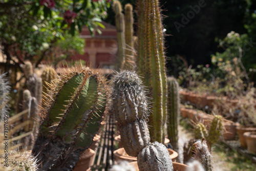 Spherical cactus in the park