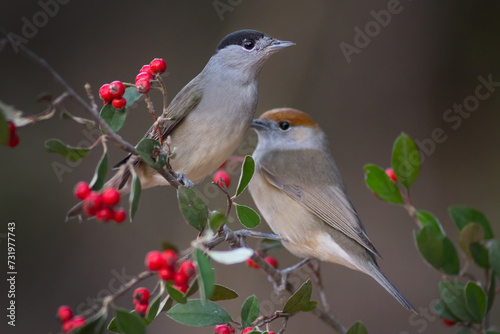 Male and female of eurasian blackcap (Sylvia atricapilla)