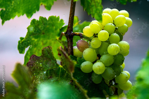 Fotografie bunch of grapes