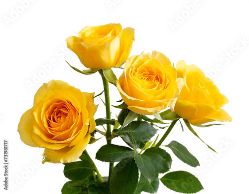 gelbe rosen isoliert auf wei  en Hintergrund  Freisteller 