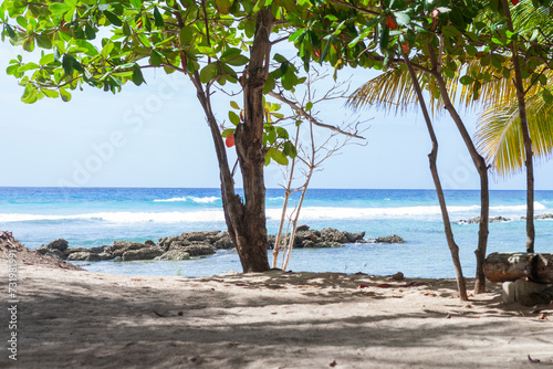 Trees on the beach in Bridgetown  Barbados