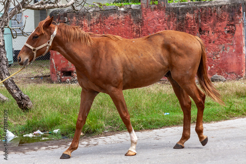Brown horse in Bridgetown, Barbados