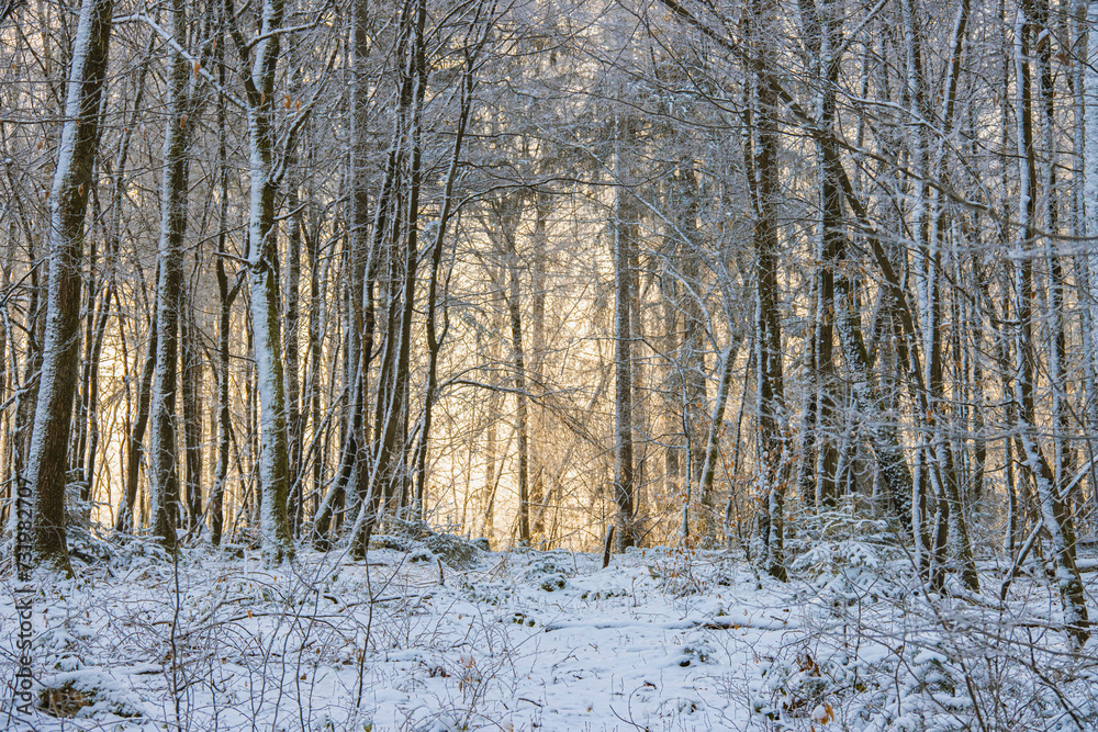 Snowy forest at Christmas in the Black Forest Snowy forest at Christmas in the Black Forest