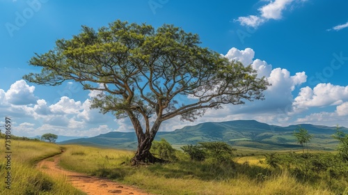 Tree and landscape nature reserve Hluhluwe National Park South Africa