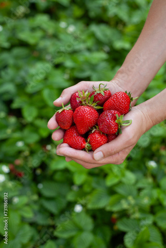Strawberry fruit in the garden, harvest time - picking strawberries, beautiful, deep red big berries on the young female hands.