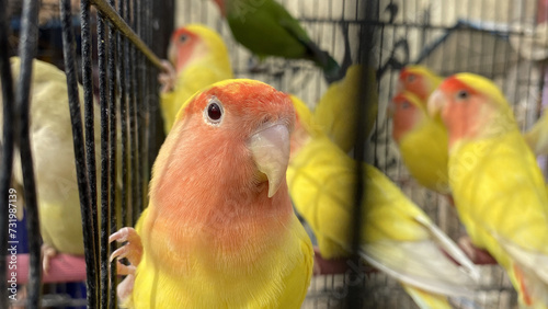 Lutino lovebirds family in cage, beautiful birds 