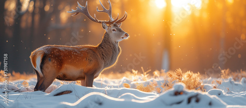 deer in the snow © andreac77