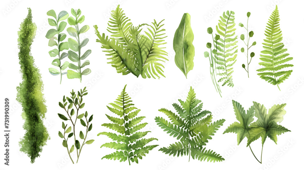 Fern watercolor collection isolated on transparent background Fern watercolor collection isolated on transparent background