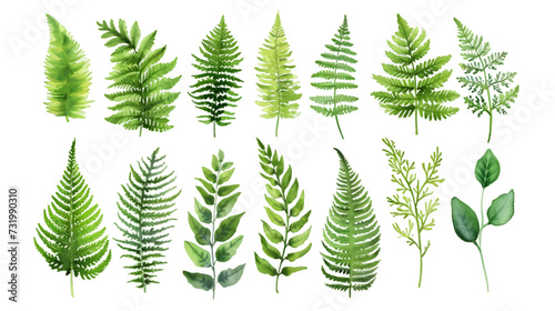 Fern watercolor collection isolated on transparent background