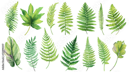Fern watercolor collection isolated on transparent background