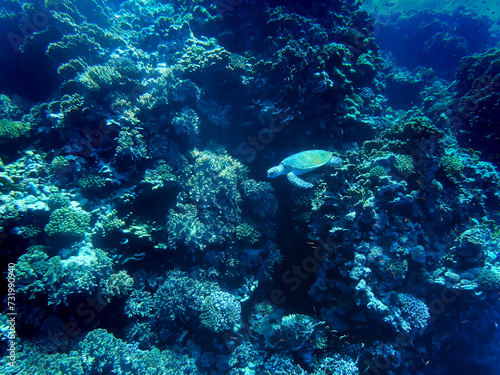 Scuba diving along a cliff reef, including turtle