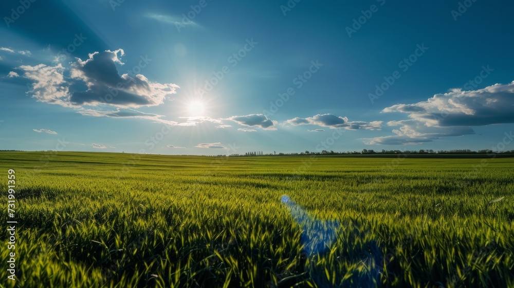 Vibrant green field under a radiant blue sky, illuminated by the brilliance of the afternoon sun