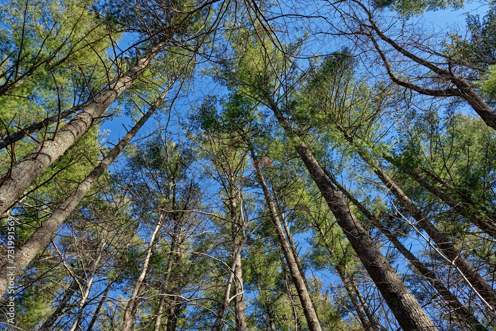 Fototapeta premium Upward tree canopy