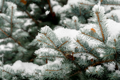 Branches of a fir tree in snowflakes in a winter park