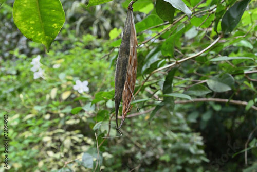 A dry seed capsule of a coral swirl tree is hanging with the seeds inside © Pics Man24