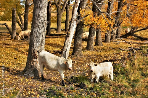 cows
