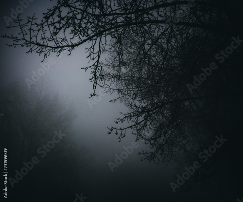 tree in the fog