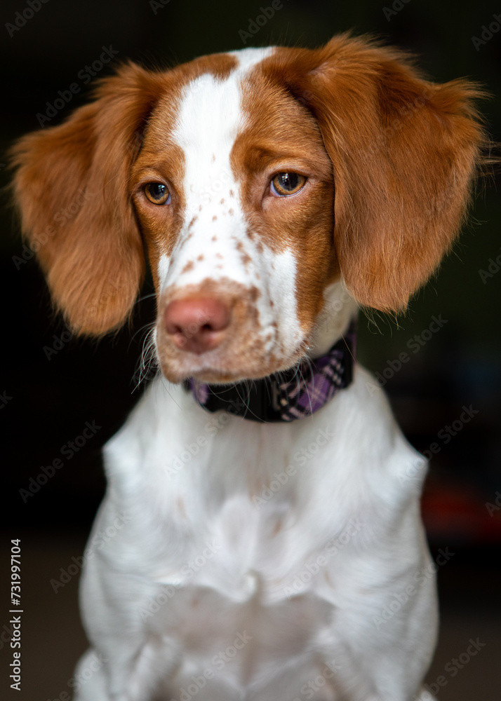 portrait of a dog, Brittany Spaniel puppy orange and whiter face with freckles
