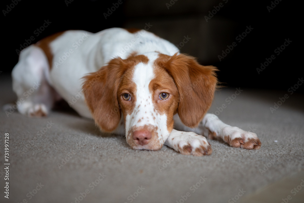 Brittany spaniel laying and relaxing indoors on carpet
