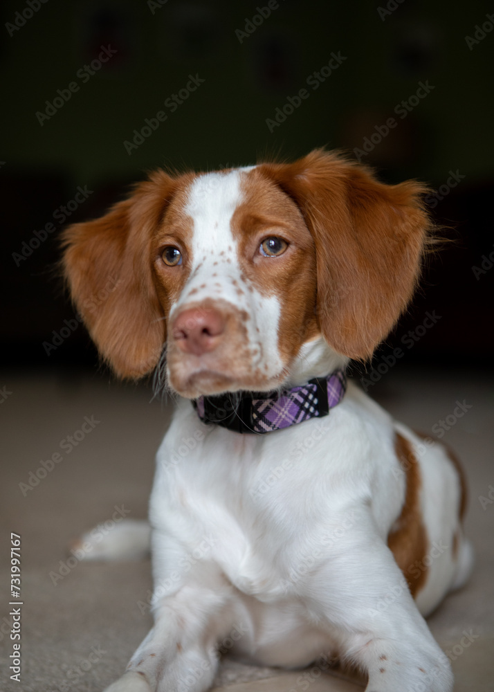 portrait of a dog with negative space above head 