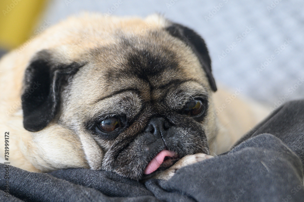 an old pug with his tongue stuck out lies on the sofa 2
