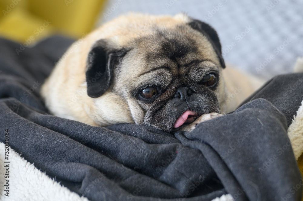 an old pug with his tongue stuck out lies on the sofa 4