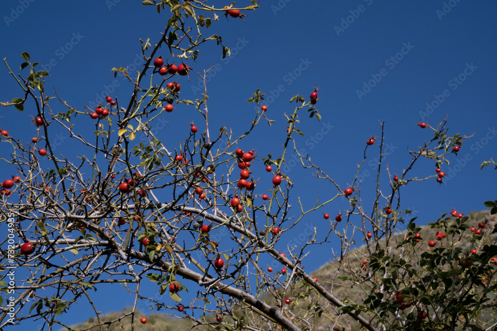 Rosa rubiginosa, also known as Rosa Mosqueta, green leaves and ripe red berries, growing in the forest.
Rosa rubiginosa, also known as Rosa Mosqueta, green leaves and ripe red berries, growing in the forest.