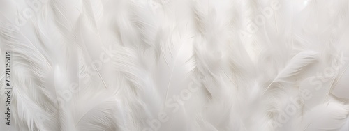 Closeup, white and feathers background for peace, religion and hope. feather for creative banner. Soft touch. Products from feathers