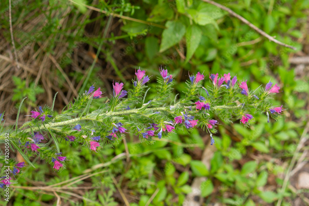 Floral. Closeup view of Echium vulgare, also known as viper's bugloss, beautiful flowers of purple and pink petals, blooming in the field. Floral. Closeup view of Echium vulgare, also known as viper's bugloss, beautiful flowers of purple and pink petals, blooming in the field.