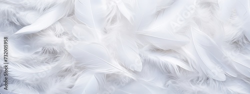 Closeup, white and feathers background for peace, religion and hope. feather for creative banner. Soft touch. Products from feathers