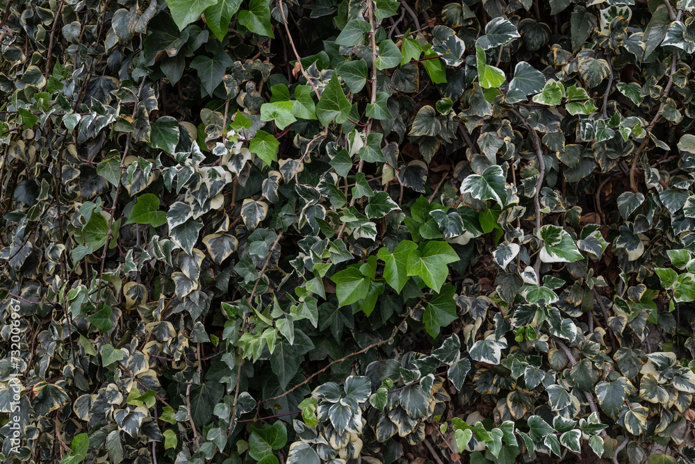 Green leaves background of Canarian ivy foliage. Wall fully covered in leaves Green leaves background of Canarian ivy foliage. Wall fully covered in leaves