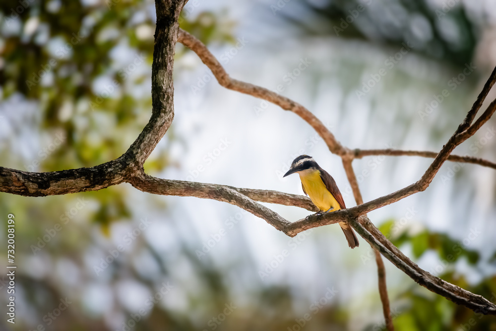 Great kiskadee bird in Trinidad and Tobago Pitangus Sulphuratus tropical Great kiskadee bird in Trinidad and Tobago Pitangus Sulphuratus tropical
