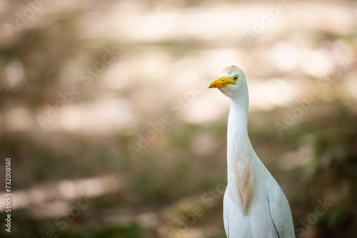 The great egret common white migratory bird heron family close