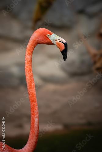 Caribbean flamingo head and neck close up red and pink