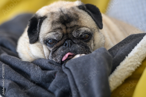 an old pug with his tongue stuck out lies on the sofa 5