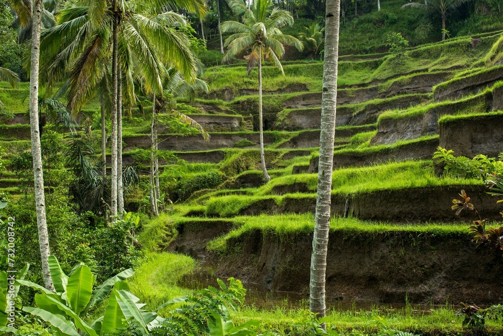 Rice Fields Ubud Bali Rice Fields Ubud Bali