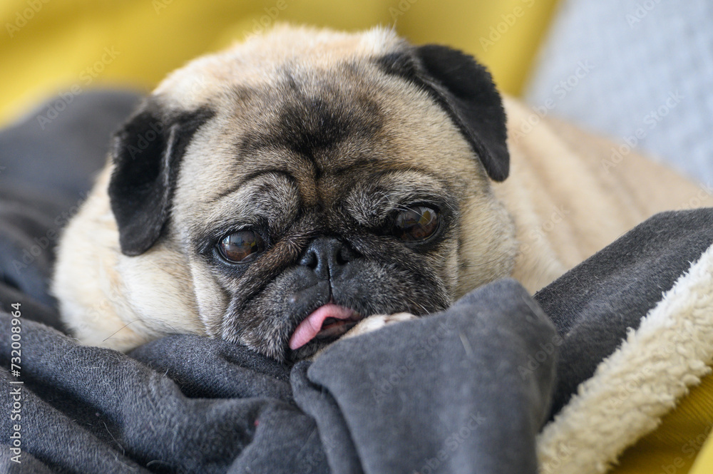 an old pug with his tongue stuck out lies on the sofa 6