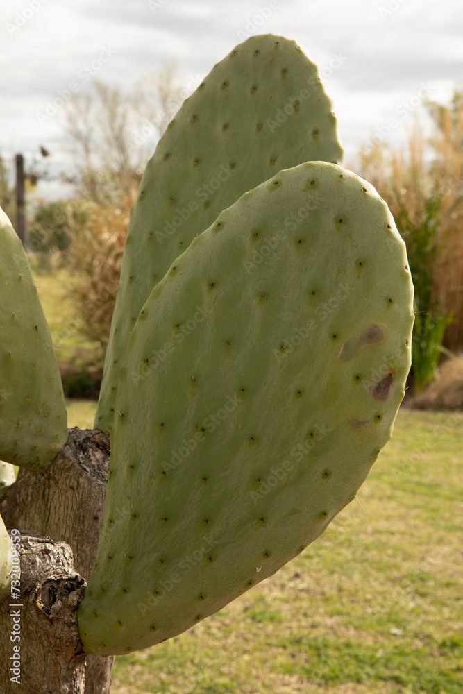 Edible cactus. Closeup view of Opuntia ficus indica, also known as Barbary fig, green and fleshy leaf growing in the garden. Edible cactus. Closeup view of Opuntia ficus indica, also known as Barbary fig, green and fleshy leaf growing in the garden.