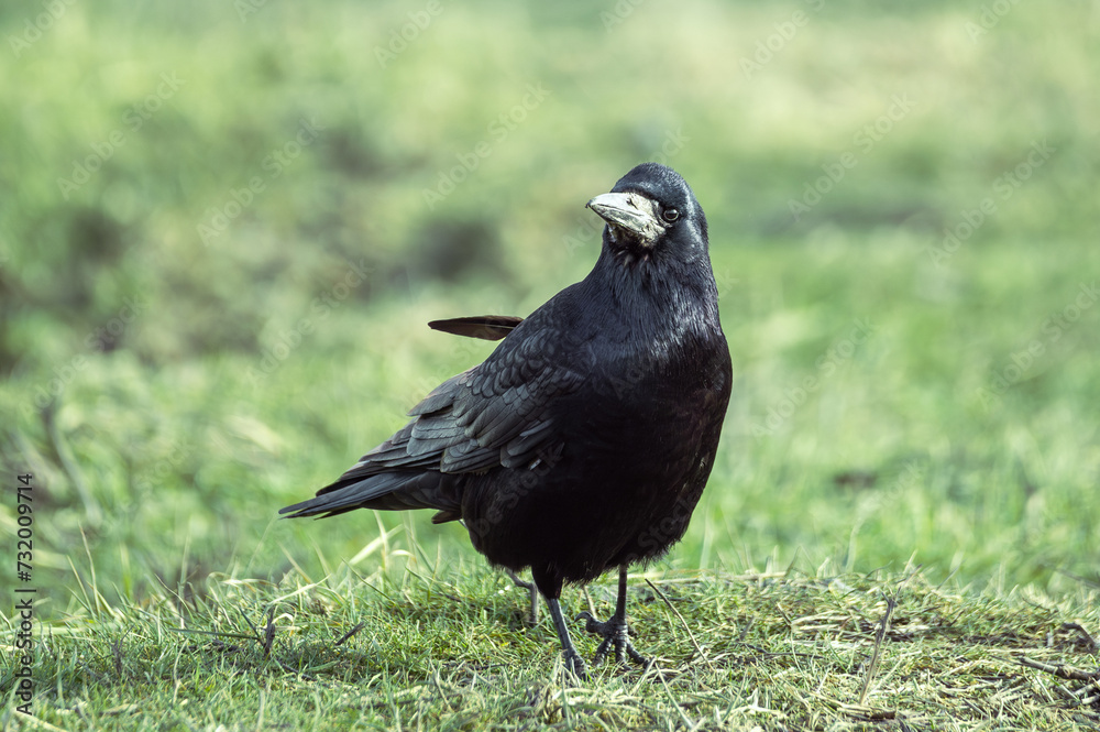 black Eurasian rook walks on green grass in a park looking for food black Eurasian rook walks on green grass in a park looking for food