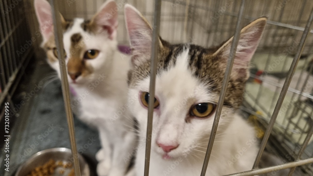 White and tabby spotted cats in a cat kennel or cage