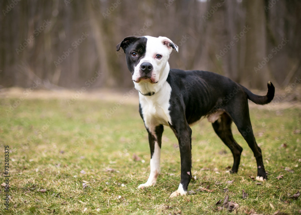 An emaciated American Bulldog mixed breed dog