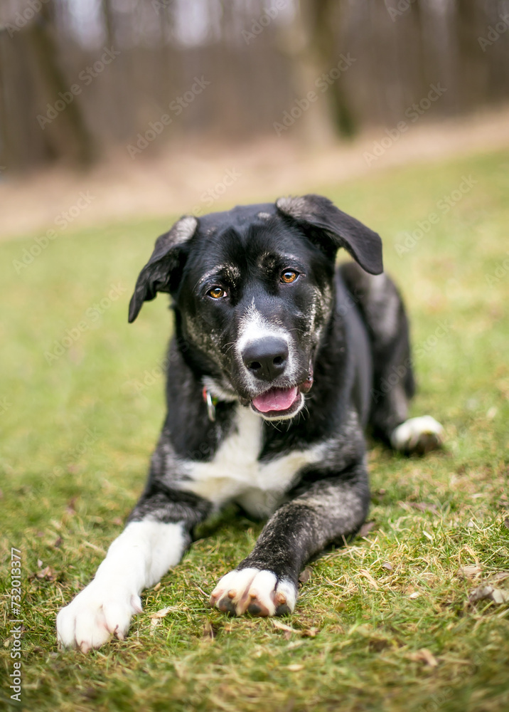 An Akita x Shepherd mixed breed dog lying down in the grass