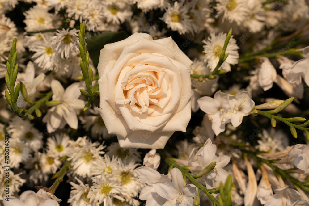 Obraz premium rose under the sunset light