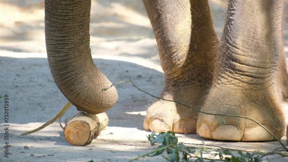 A close up of an elephant 's legs standing next to a log