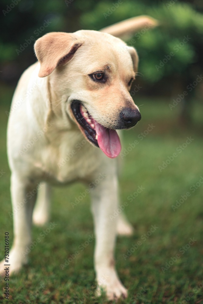 Brown Labrador dog in the lush green grass