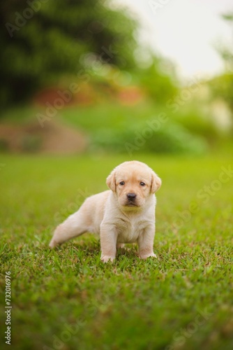 Adorable young puppy in a grassy field, gazing directly at the camera with an endearing expression