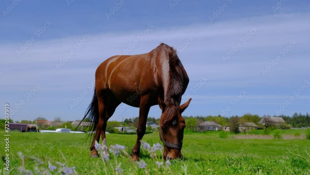 Beautiful horse on a green field. Horse on a green meadow. A horse stands on a field in good weather Beautiful horse on a green field. Horse on a green meadow. A horse stands on a field in good weather